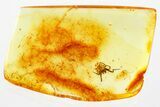 Fossil Spider (Araneae) & True Midge (Chironomidae) In Baltic Amber #367505-1